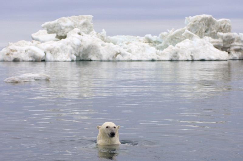 Polar bear (Ursus maritimus) swimming in the water in front of an iceberg, Beaufort Sea, Arctic Ocean, Alaska. © naturepl.com / Steven Kazlowski / WWF