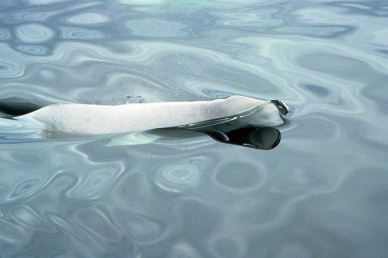 Beluga (Delphinapterus leucas); Quebéc, Canada