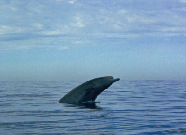 Northern bottlenose whale (Hyperoodon ampullatus) breaching, The Sable Gully, Atlantic Ocean, off Nova Scotia, Canada.