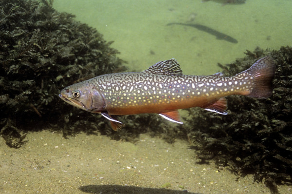 Brook trout, a freshwater fish. Climate change has already led to a decline in cold-water fish populations in the Great Lakes.