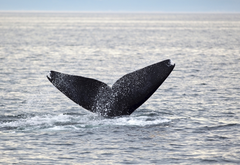 North Atlantic right whale, Bay of Fundy, New Brunswick, Canada