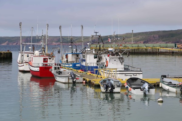 The MSC certification will help Newfoundland’s cod populations recover. © Bettina Saier