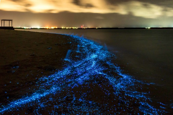 Illumination of plankton at Maldives. © PawelG Photo / Shutterstock