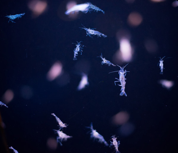 Hyperia macrocephala. Close-up of planktonic organisms. © Dmitri Ma / Shutterstock