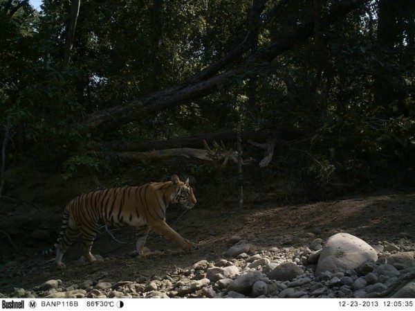 Camera trap image of a female tiger in Banke National Park