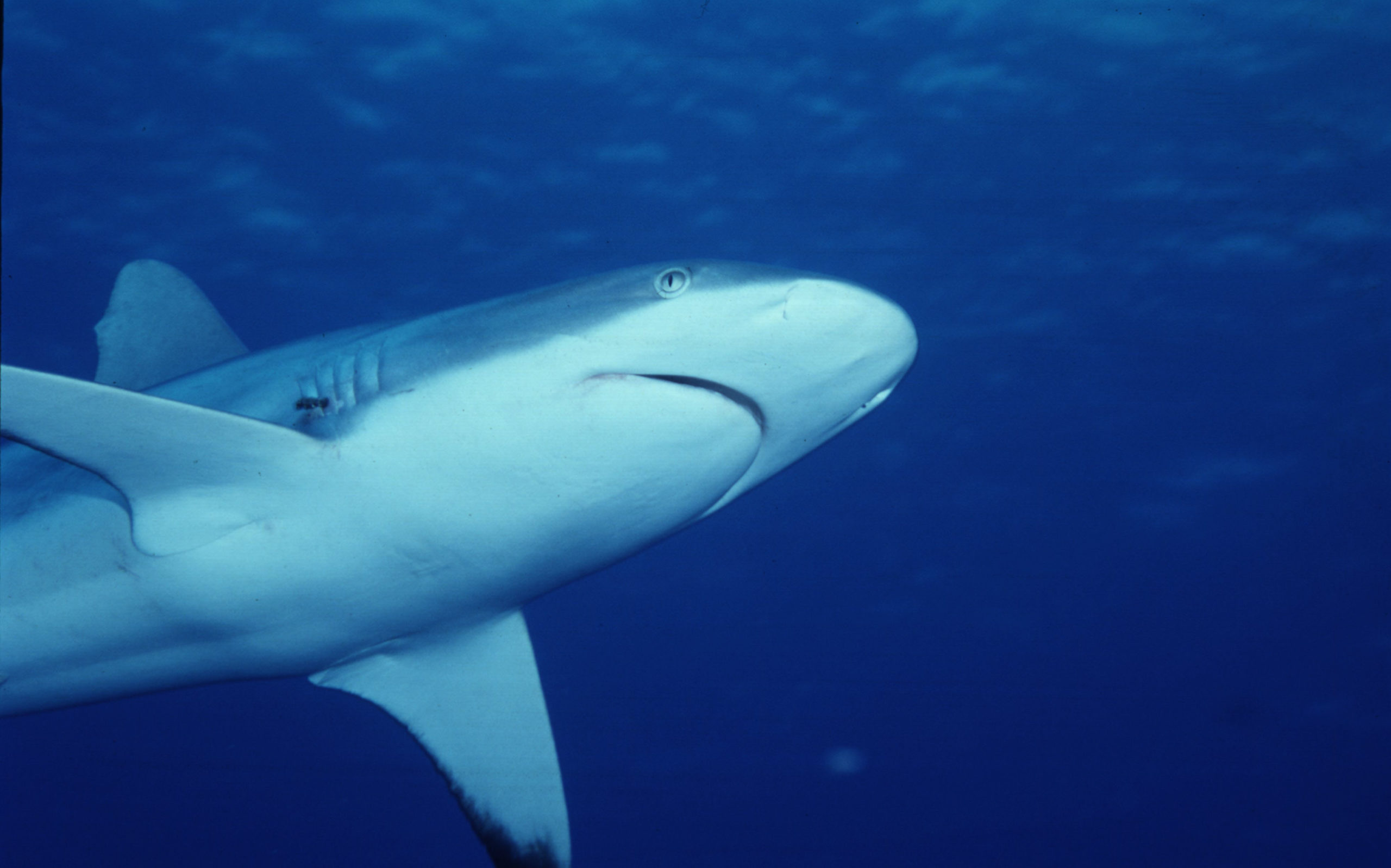 Grey reef shark (Carcharhinus amblyrhynchos); Fiji