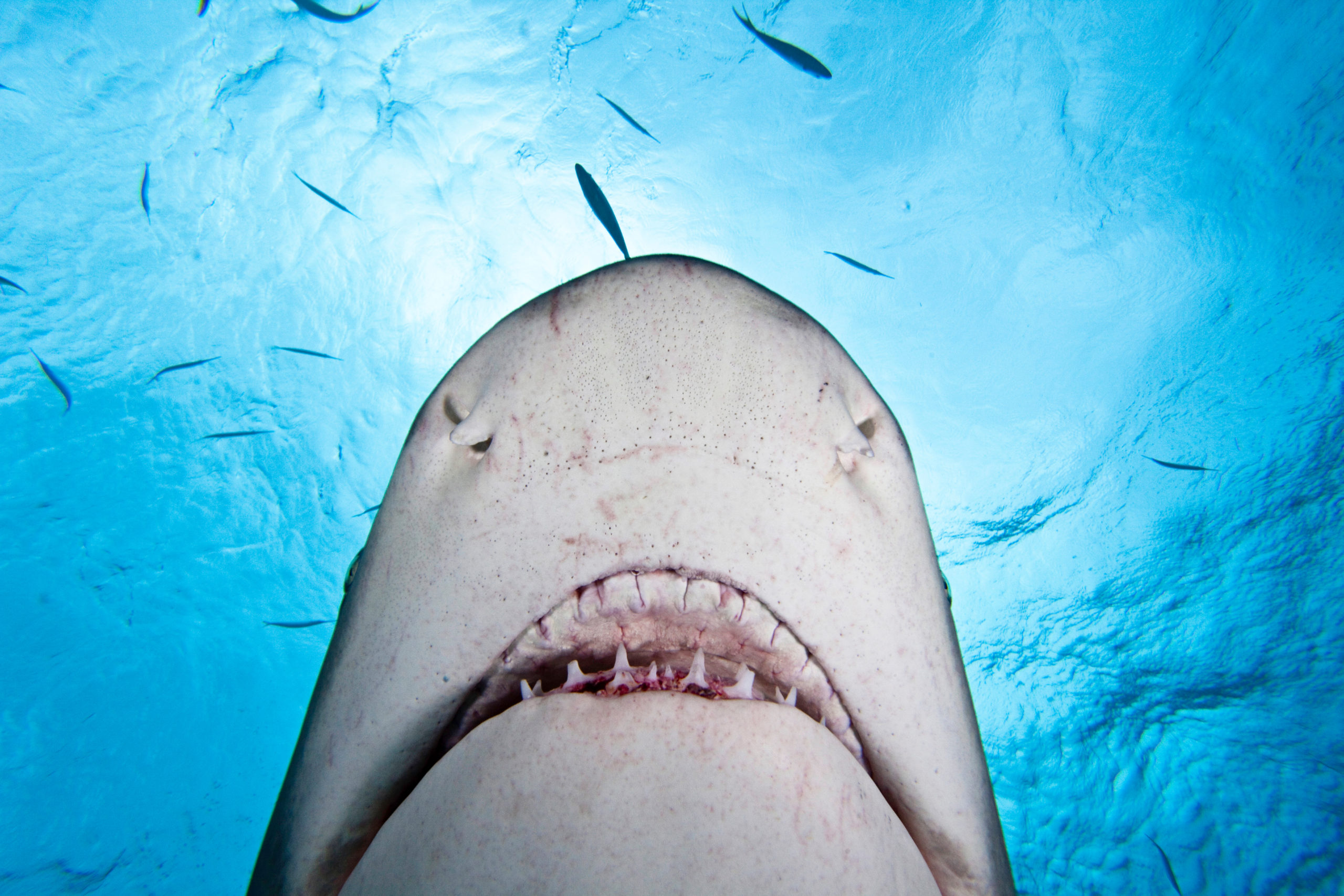Lemon shark, West End, Bahamas