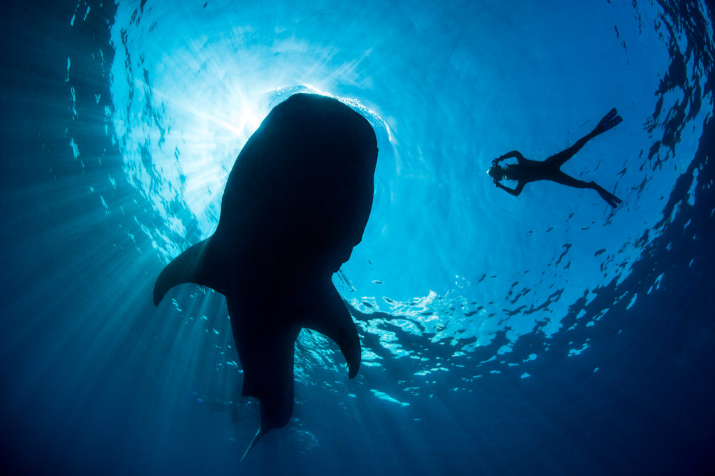 A silhouette of a snorkeller photographing a whale shark