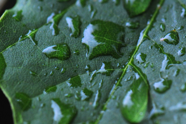 Rain drops on a green leaf, Canada.