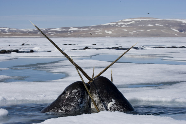 Two narwhal in Nunavut, Canada