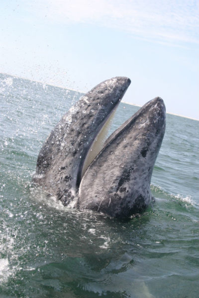 Grey whale spyhooping with its mouth open. What looks like a row of teeth is actually the whale’s baleen, a row of keratin-rich bristles used for filter-feeding. © James Michael Dorsey