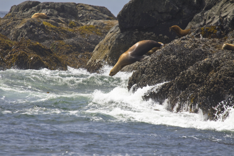 Steller sea lion dives off a rock, located near Vancouver Island. (Photo via Steve Smith)