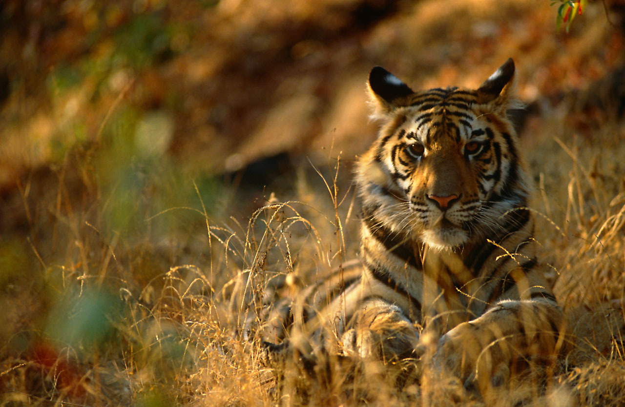 Bengal tiger resting © Staffan Widstrand / WWF