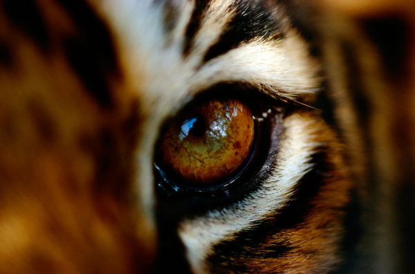 Close-up of the eye of a captive Bengal tiger, (Panthera tigris tigris or Panthera tigris bengalensis), member of an endangered species, Madhav Shivpuri National Park, India.