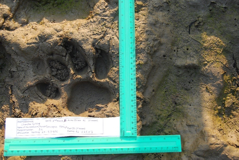 Tiger footprint seen outside the protected area in Nepal. © WWF-Nepal / Sabita Malla