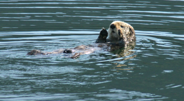 Sea otter (Enhydra lutris) swimming on its back, Alaska, United States