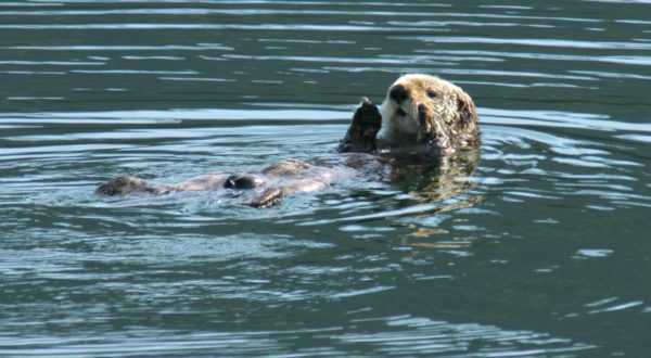 Sea otter (Enhydra lutris) swimming on its back. © Alan BURGER / WWF-Canada