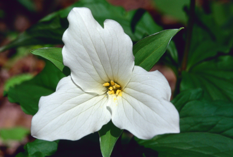 White trillium (Trillium grandiflorum), Ontario, Canada. © Frank Parhizgar / WWF-Canada 