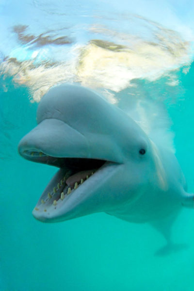 Beluga whale (Delphinaptherus leucas). © Andrey Nekrasov / WWF