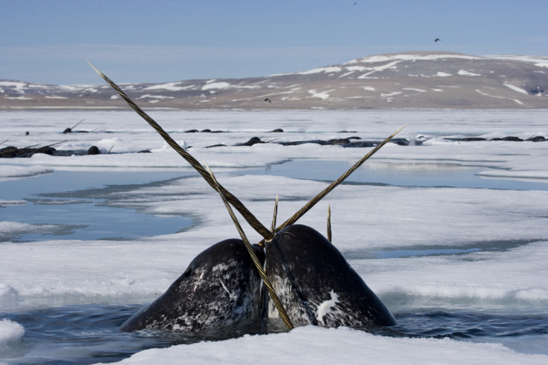 Two narwhal (Monodon monoceros) surfacing to breathe in Admiralty Inlet, Lancaster Sound, Nunavut, Canada. © Paul Nicklen/National Geographic Stock / WWF-Canada