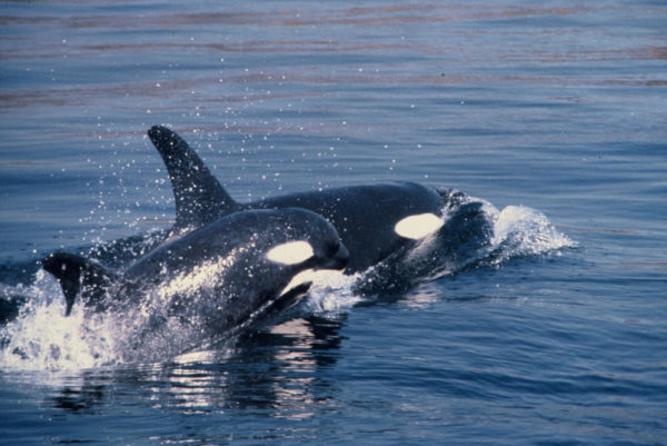 Killer whale (Orcinus orca), 3 year old female and her cub. Puget Sound, Washington, United States of America.