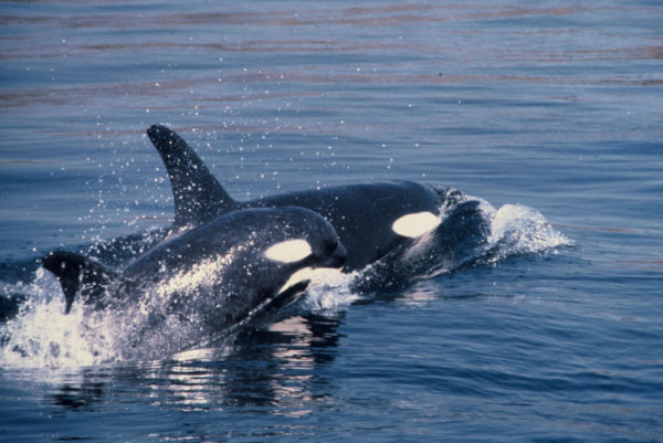 Orca (Orcinus orca), 3 year old female and her cub. © William W. Rossiter / WWF