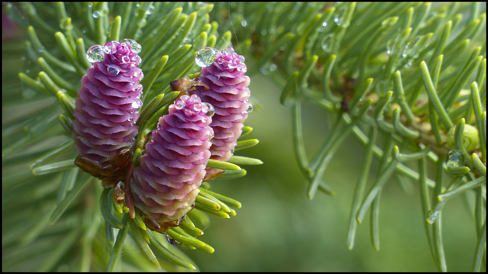 Birth of new pine cone, Elliot Lake. © Leslie Karniszewski