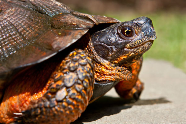 Wood turtle © Stephen Bonk / Shutterstock)