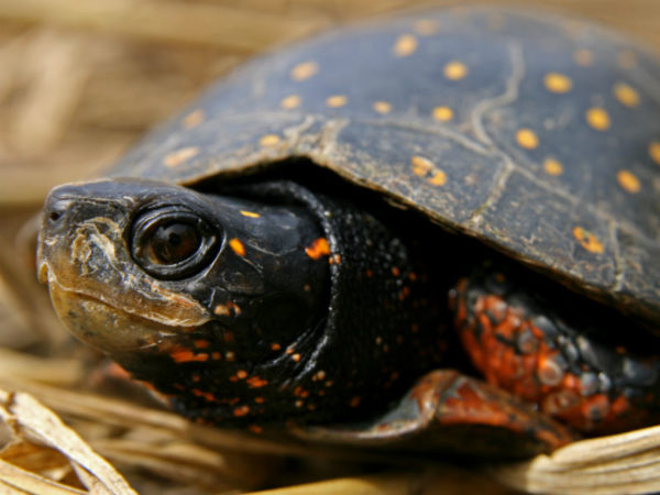 Spotted turtle © Ryan M. Bolton / Shutterstock