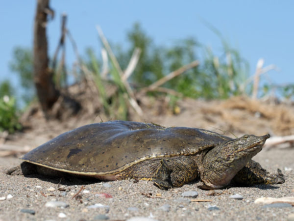 Spiny softshell turtle © Ryan M. Bolton / Shutterstock