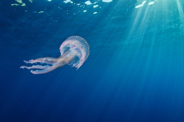 A small jellyfish (Pelagia noctiluca) swims beneath the surface. © naturepl.com / Alex Mustard / WWF