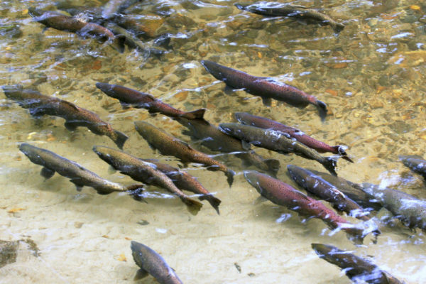 King Salmon spawning © iStock