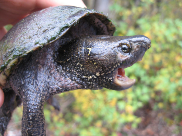 Adult Stinkpot Turtle (Sternotherus odoratus) near the Ottawa River, Quebec, Canada