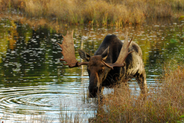 Male Moose (Alces alces) in wetlands area of Algonquin Provincial Park, Ontario, Canada