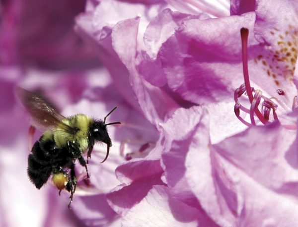 Bumble bee (Bombus pennsylvanicus) hovering beside pink flower. © John L. Hanson / WWF-Canada