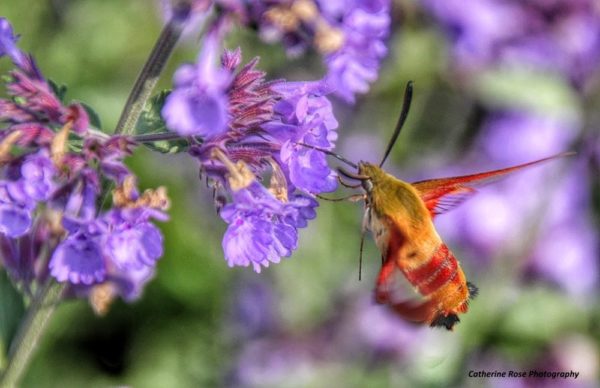 Beautiful Hummingbird Moth enjoying my garden in Eastern Passage © Catherine Rose 