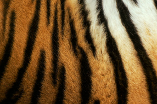Close-up of a Siberian tiger’s stripes © naturepl.com / Edwin Giesbers / WWF