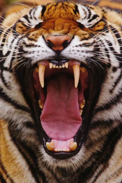 Bengal tiger showing teeth and tongue, Asia © naturepl.com / Visuals Unlimited / WWF