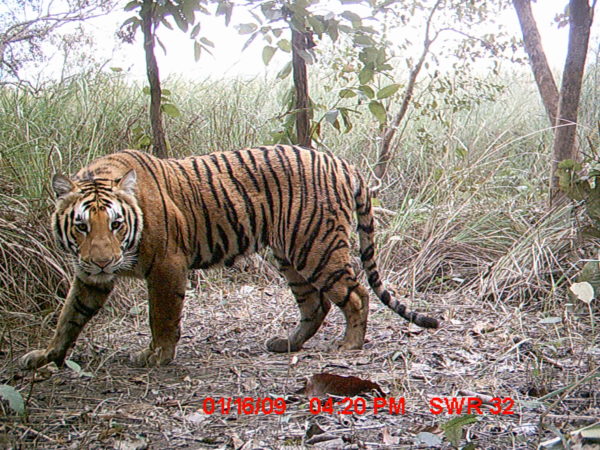 A tiger in Shukla Wildlife Reserve taken by camera trap © WWF-Nepal