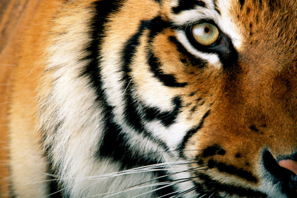 Close up of a tiger's face © National Geographic Stock / Michael Nichols / WWF