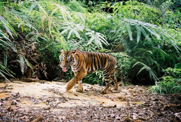 A young tiger captured by camera trap in Bukit Betabuh Protection Forest © WWF-Indonesia / Tiger Survey Team