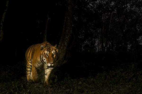 A Bengal tiger, taken by a camera trap in Kaziranga National Park, Assam, India © Christy Williams / WWF