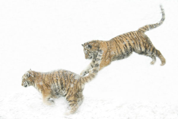 Two Siberian tigers leaping in snow © naturepl.com / Edwin Giesbers / WWF