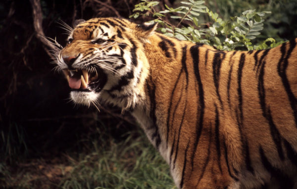 Panthera tigris altaica Amur tiger Showing teeth. © Chris Martin Bahr / WWF