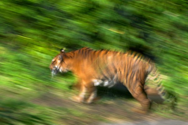 Sumatran tiger running © naturepl.com / Edwin Giesbers / WWF