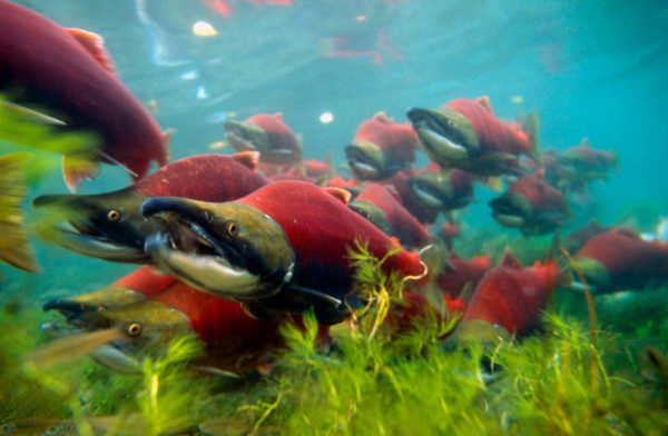 Sockeye salmons (Oncorhynchus nerka), adults migrating up the Adams River to spawn. B.C. Canada