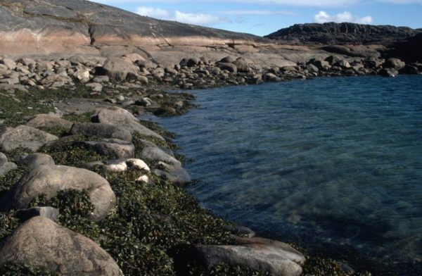 Intertidal zone with vegetation growing on rocks, Cumberland Sound, Nunavut, Canada. (c) Pete Ewins / WWF