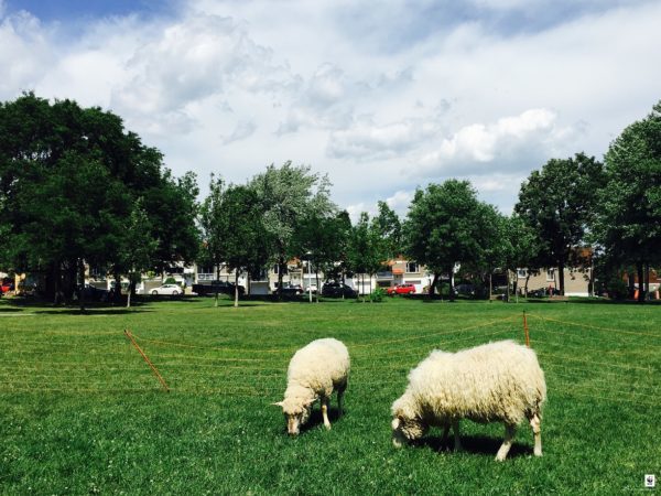 Two of the seven resident sheep in Parc du Pelican, in the borough of Rosemont-La Petite-Patrie, Montreal, Quebec. © Laurence Cayer-Desrosiers