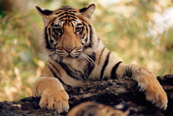 Tiger (Panthera tigris), Bandhavgarh National Park, India.