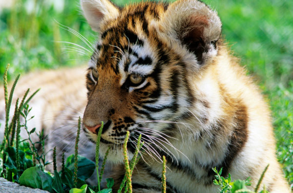 Siberian tiger cub (Panthera tigris altaica)